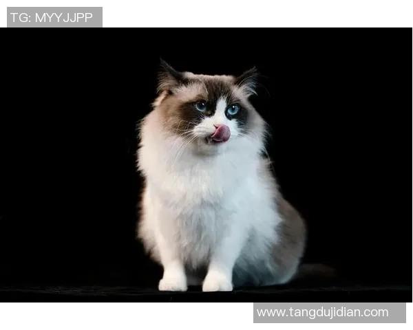 猫咪的优雅与灵动竟然与足球明星有着惊人的相似之处 猫咪的优雅与灵动竟然与足球明星有着惊人的相似之处